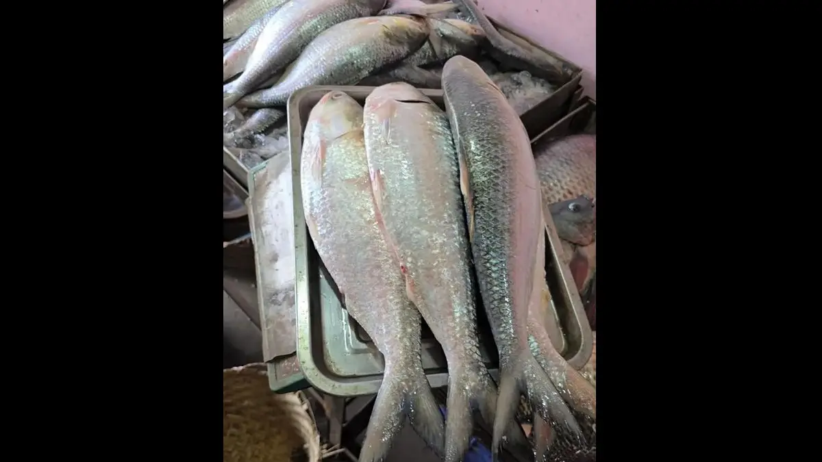Hilsa Fish: বর্ষায় উঠে আসছে রূপোলি শষ্য, ভাল ইলিশ চিনবেন কীভাবে, জেনে নিন এই গুরুত্বপূর্ণ টিপসগুলি