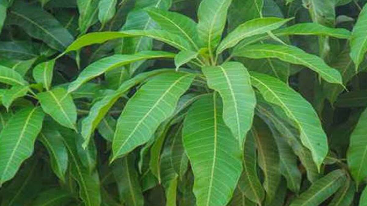 Mango Leaves Benefits: আম পাতাকে অবহেলা‌ করবেনা। খালি পেটে খেলেই কমবে ডায়াবেটিস-রক্তচাপ
