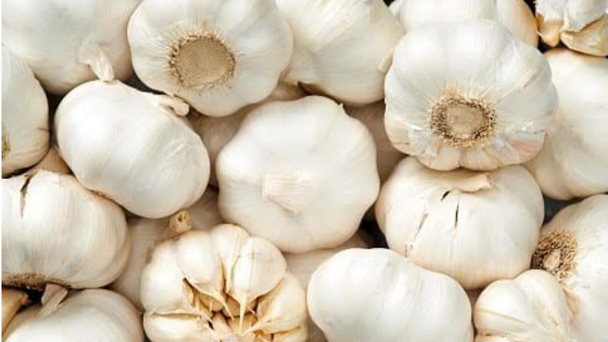 Garlic Benefits: রসুনেই বাজিমাত। রাতে খান এক কোয়া রসুন। পাবেন কঠিন অসুখ থেকে রেহাই
