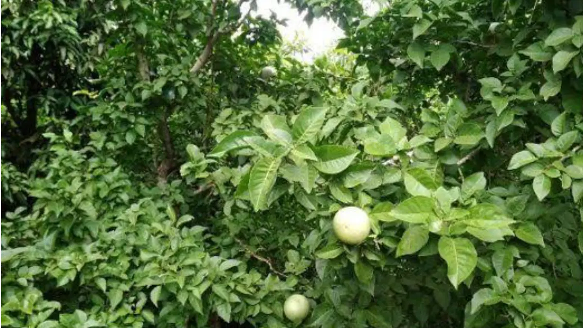 Bael Leaves Health Benefits: গরমে বেলপাতা চিবিয়ে খান। উপকারিতা জানলে অবাক হবেন