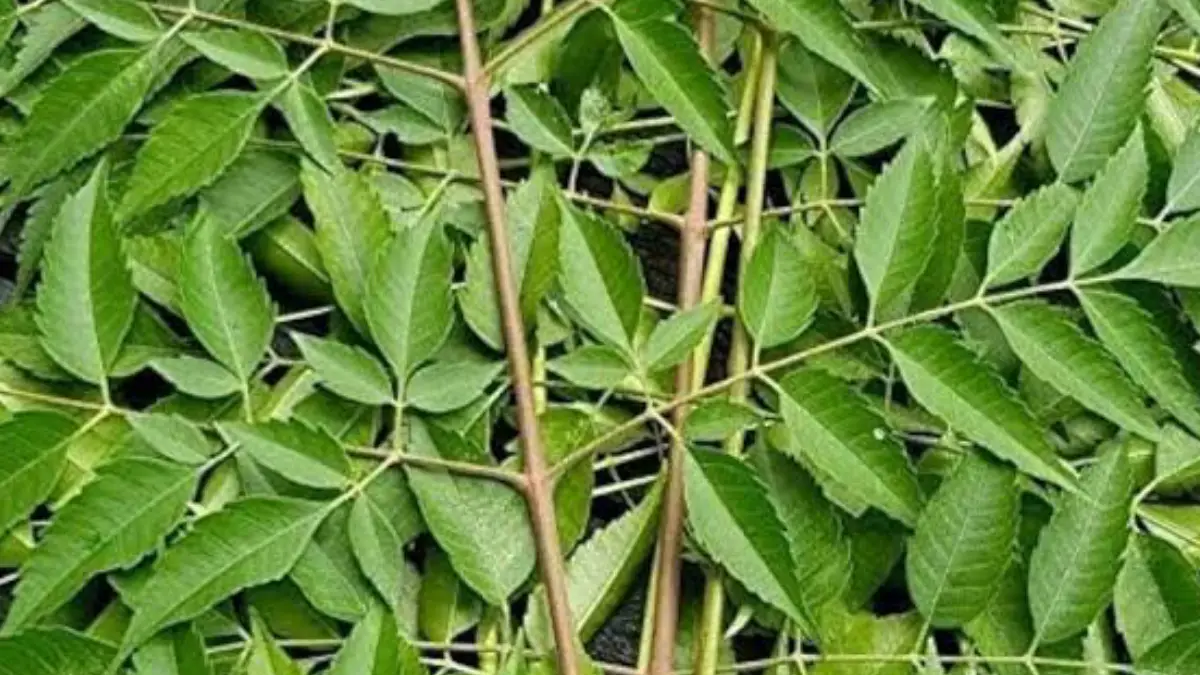 Health Benefits of Neem Leaves: গরমে কচি নিমপাতা খান। চলে যাবে অনেক রোগ