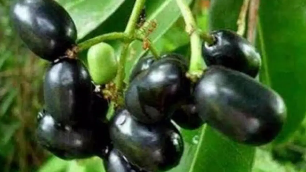 Jamun Health Benefits: জাম খান‌ বেশি করে। দূর হবে অনেক রোগ। জেনে নিন জামের উপকারিতা