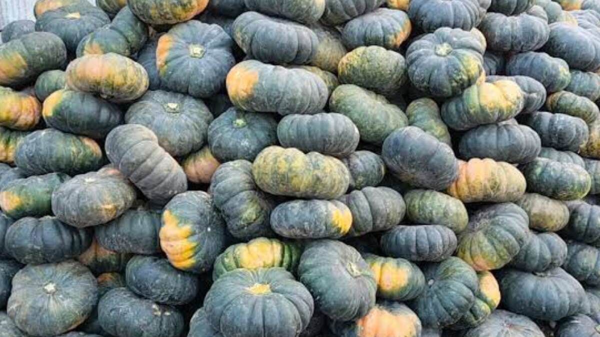 Pumpkin Benefits: রোজ কুমড়ো খাচ্ছেন? জানেন বেশি কুমড়ো খেলে কি হয়? জানুন বিস্তারিত