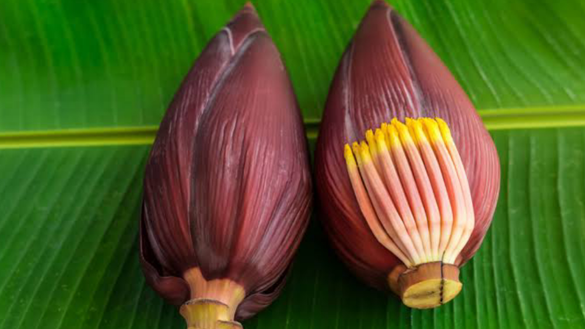 Health Benefits of Banana Flower: কলার মোচার অনেক গুণ। খেলে কঠিন রোগ থেকে রেহাই দেবে