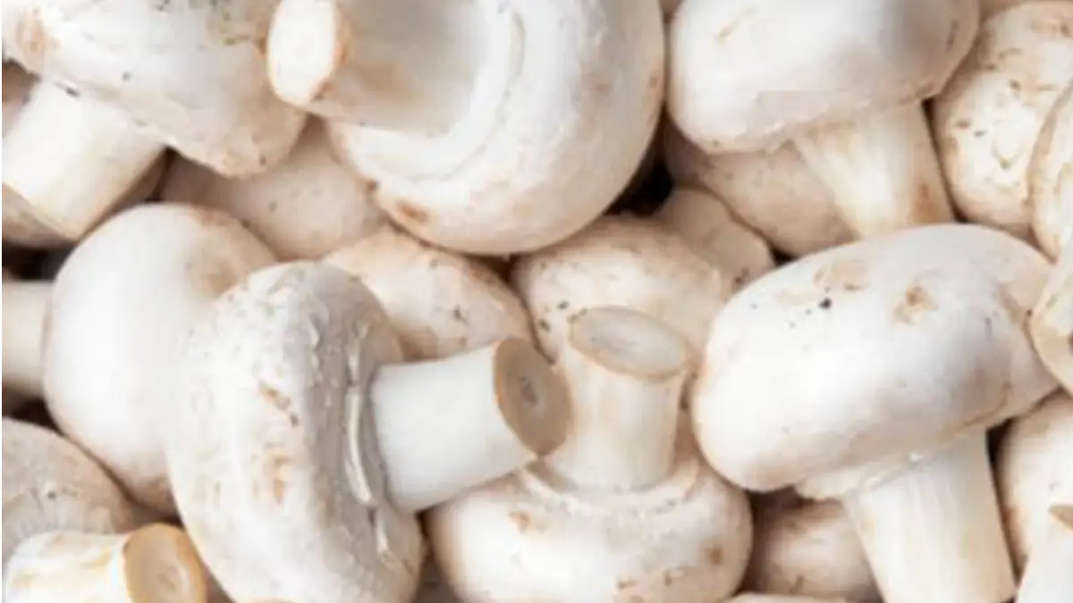 Benefits Of Mushroom: বয়স থমকে যাবে। জেনে নিন মাশরুমের উপকারিতা