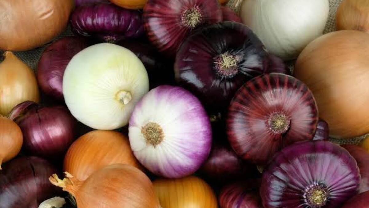 Raw Onion Benefits: খাবারের সঙ্গে কাঁচা পেঁয়াজ খাচ্ছেন? জেনে নিন পিঁয়াজ খেলে শরীরে কি কাজ করে