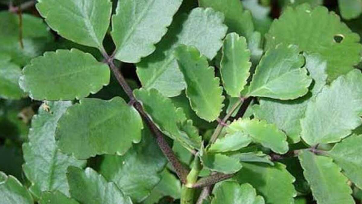 Patharkuchi Health Benefits: কিডনির পাথর দূর করা থেকে পেটের সমস্যা দূর করা। পাথরকুচি পাতার অনেক উপকারিতা