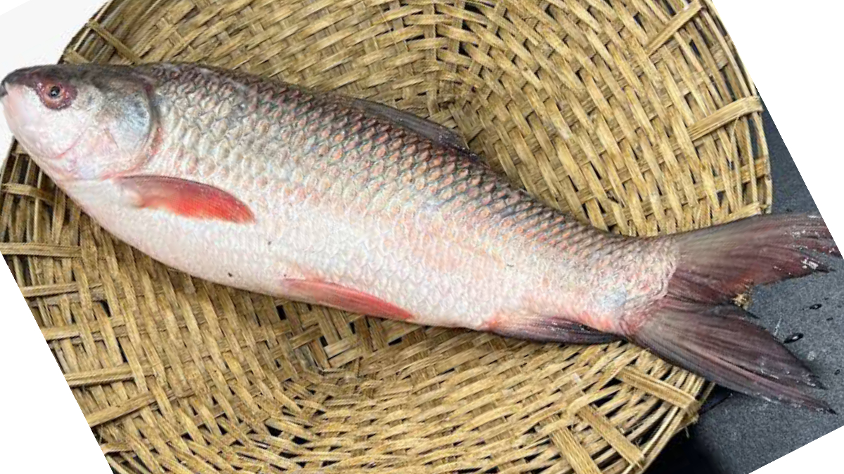 Rodu Fish Benefits of Rohu Fish: রুই মাছ খাচ্ছেন! অনেক মাছের মধ্যে সেরা। জেনে নিন ...