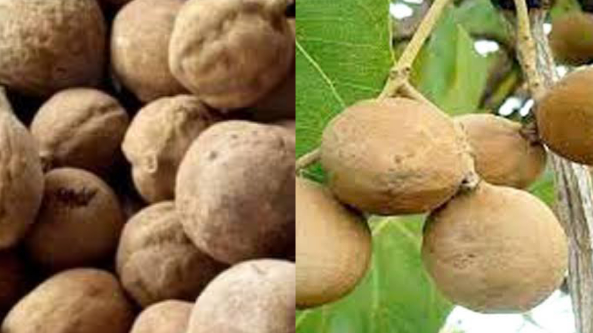 Bohera Health Benefits:  সর্দি কাশি কিংবা হাঁপানি। দারুন উপকার এই সস্তার ঔষধি ফলে