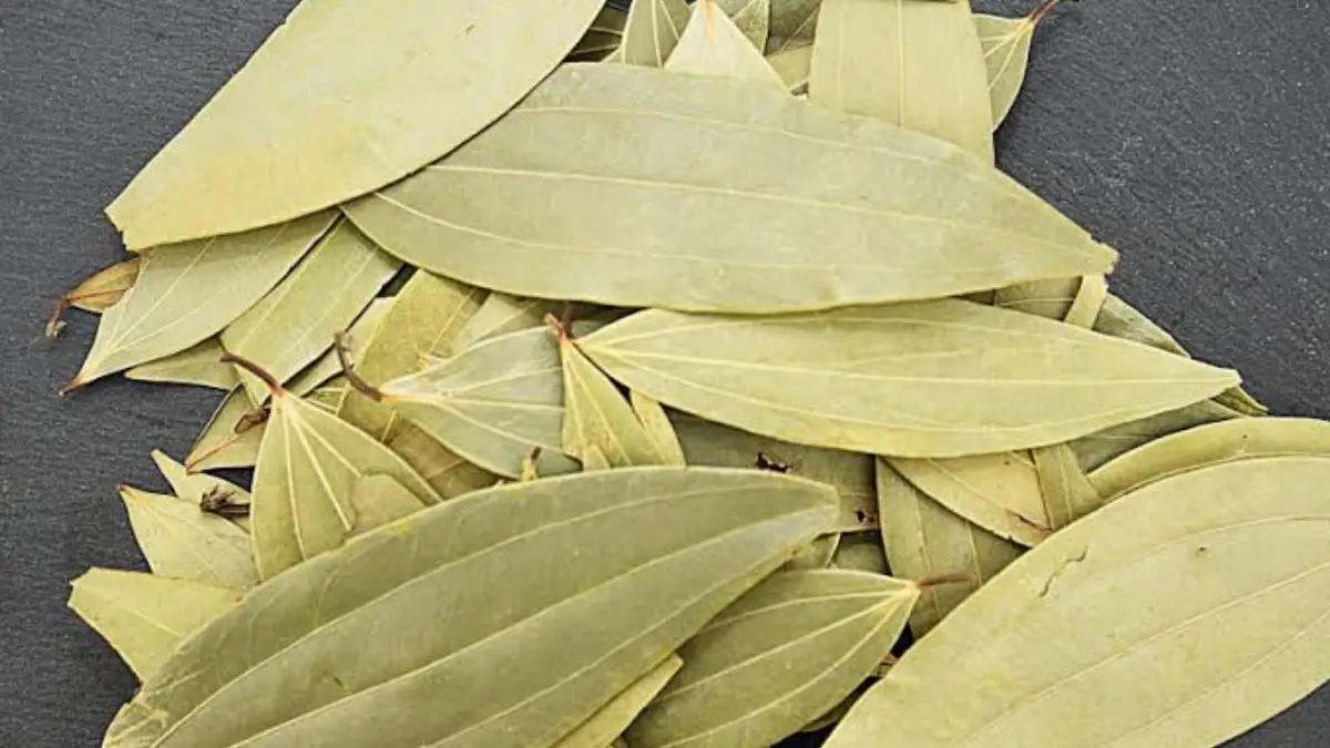 Bay Leaf Benefits: হজমের সমস্যা কিংবা ডায়াবেটিস? সব সমস্যা মেটাবে তেজপাতা। জেনে নিন তেজপাতার উপকারিতা