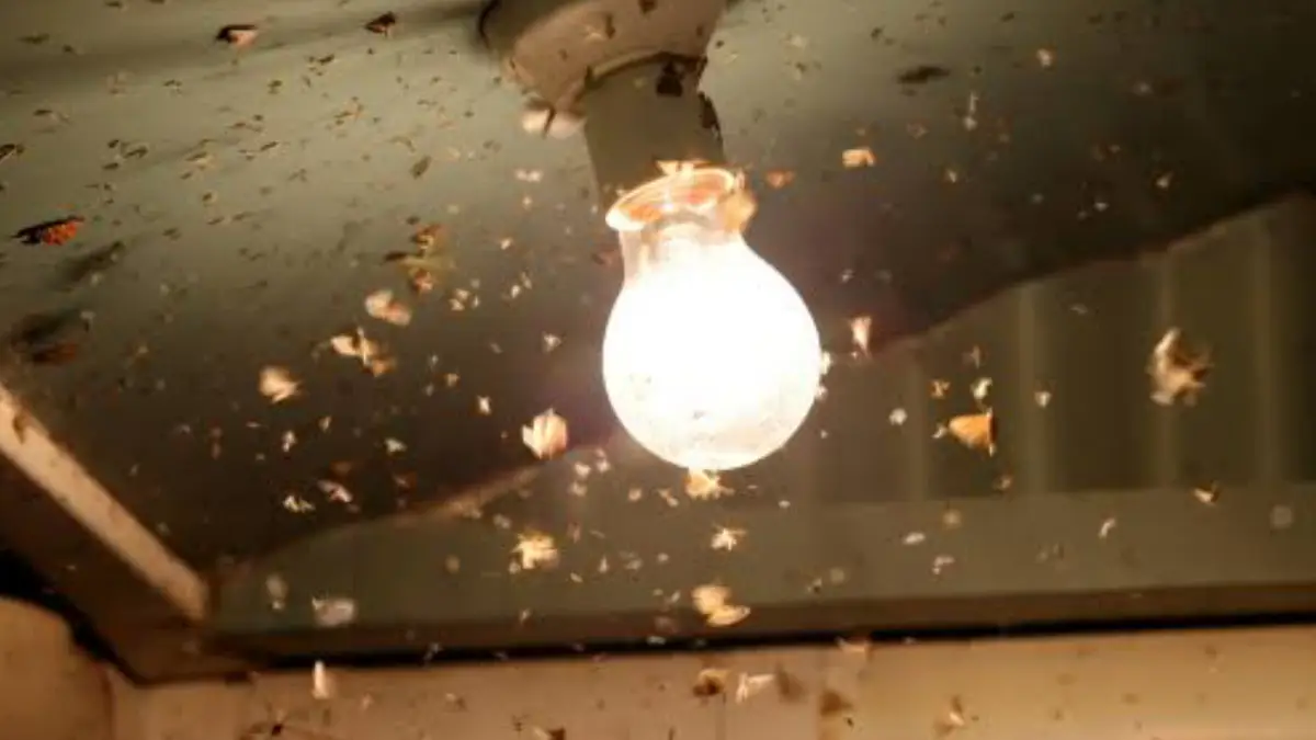 Insect Removing Tips: সন্ধ্যা হলেই পোকামাকড়ের উৎপাত। মেনে চলুন এই নিয়ম, পালাবে পোকামাকড়