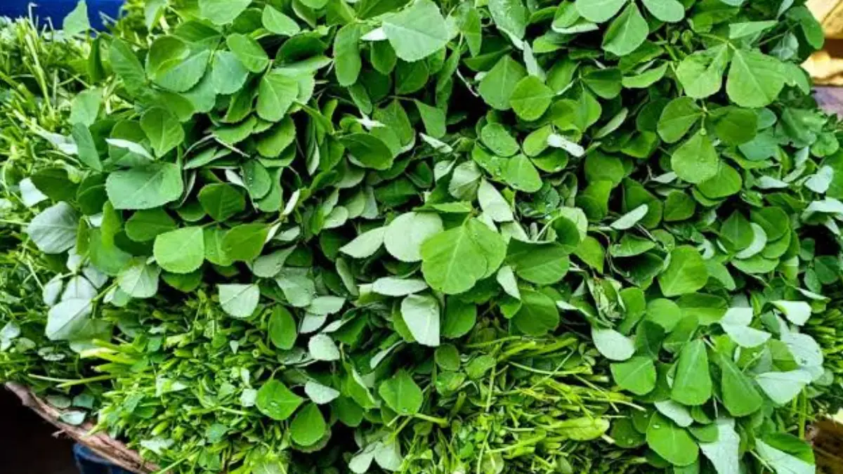 Fenugreek leaves benefits: ডায়াবেটিসের যম। এই পাতা খেলে অনেক উপকার পাবেন
