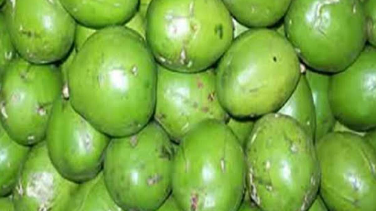 Health Benefits of Hog Plum: দাম কম বলে অবহেলা করবেন না‌। আমড়ার উপকারিতা জানলে অবাক হবেন