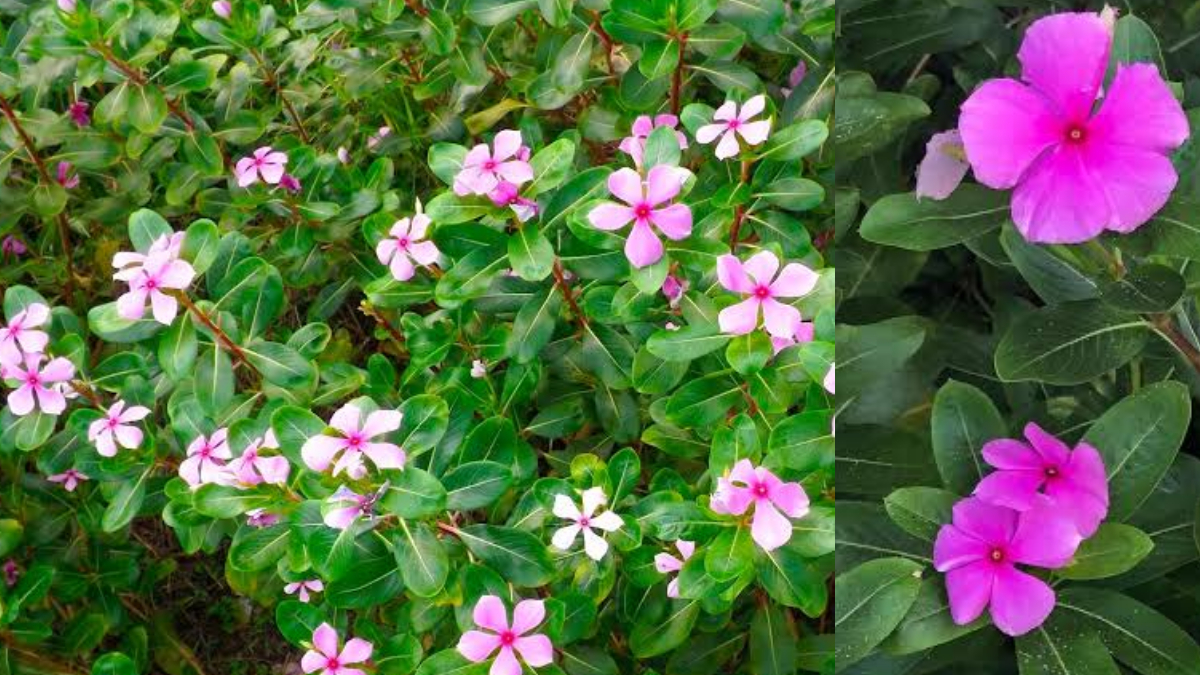 Nayantara Flower Benefits: অযত্নে বেড়ে ওঠে। অথচ বাড়িতে থাকা এই ফুল শরীরের জন্য ভীষণ উপকারি
