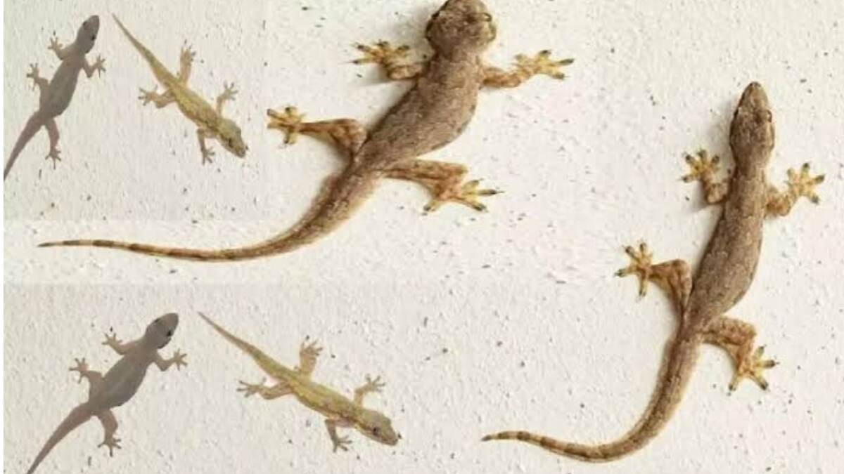 Lizards Home Remedies: ঘরে টিকটিকির উৎপাত? জেনে নিন এই ঘরোয়া উপায়। টিকটিকি পালানোর পথ পাবে না
