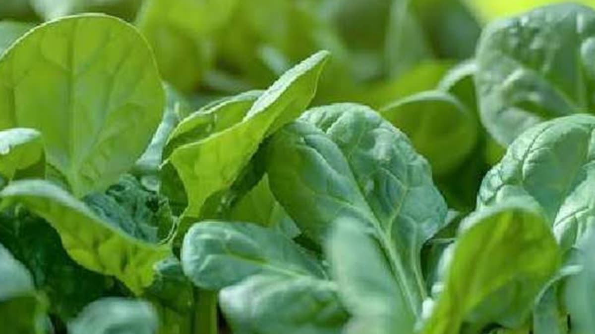Spinach Benefits: বাড়বে রোগ প্রতিরোধ ক্ষমতা। পালং শাকের উপকারিতা জানলে অবাক হবেন