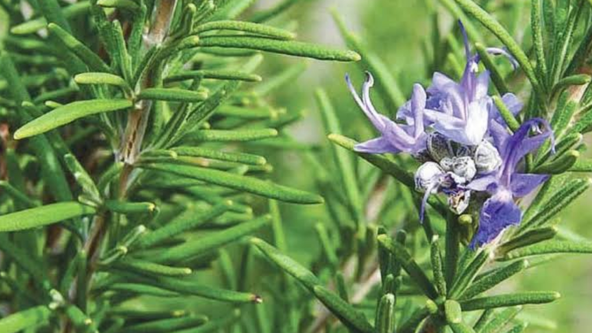 Rosemary Tea Benefits: রোজমেরি টি খাওয়ার উপকারিতা জানলে গ্রিন টি খাওয়া ছেড়ে দেবেন। জেনে নিন এর উপকারিতা