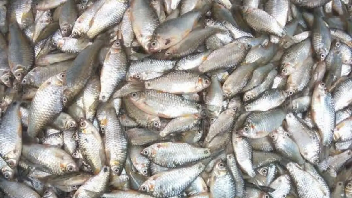 Punti Fish Benefits: এই মাছ দামে কম, সাইজেও ছোট। কিন্তু উপকারিতা অনেক বড়। নিয়মিত খেলে কাছে ঘেষবে না অসুখ