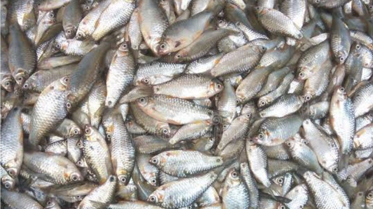 Punti Fish Benefits: এই মাছ দামে কম, সাইজেও ছোট। কিন্তু উপকারিতা অনেক বড়। নিয়মিত খেলে কাছে ঘেষবে না অসুখ