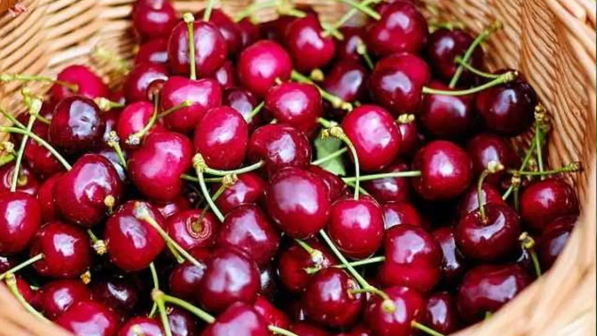 Cherry Benefits: চেরি ফল খাচ্ছেন? জানেন চেরি ফল খেলে কি হয়? দেখুন বিস্তারিত