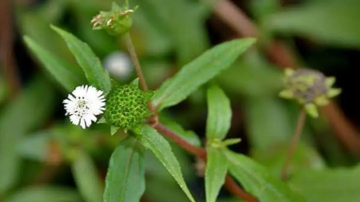 Keshuti Leave for Hair care: পুকুরধারে, বনেজঙ্গলে জন্মায়। কিন্তু এই পাতা ব্যবহার করলে চুল পড়া বন্ধ হবে, চুল হবে কালো