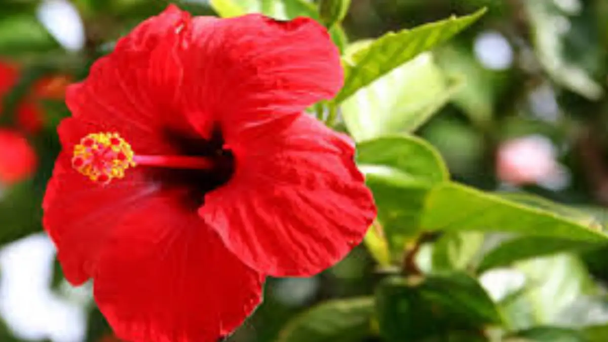 Hibiscus for Hair: চুলের গোড়া হবে মজবুত, বন্ধ হবে চুল পড়া। চুলের জন্য জবা ফুলের উপকারিতা অনেক