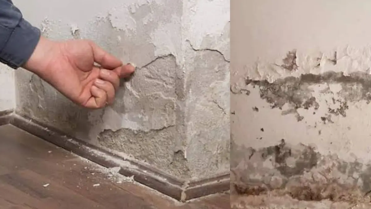 How to fix damp wall: বর্ষায় দেওয়াল স্যাঁতস্যাঁতে? জানুন কীভাবে পাবেন সুরাহা