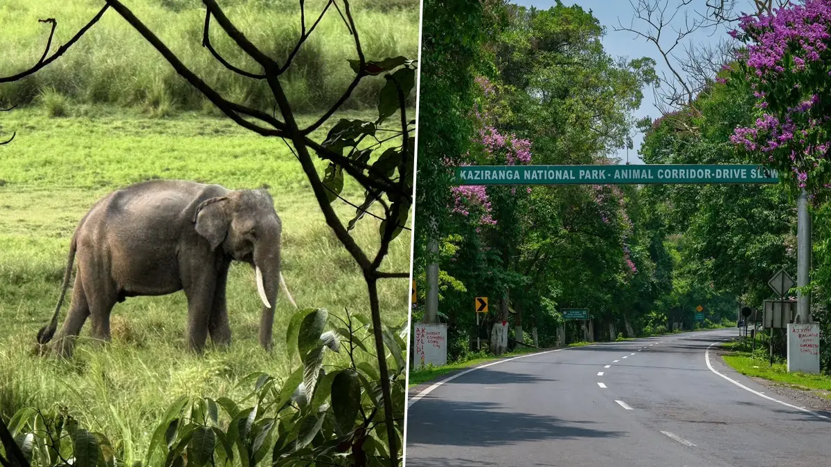 Kaziranga National Park: বন্যপ্রাণ রক্ষায় বিশাল পদক্ষেপ, পশু, পাখিদের রক্ষা করতে কাজিরাঙা অভয়ারণ্যের জন্য বড় খবর, জানুন