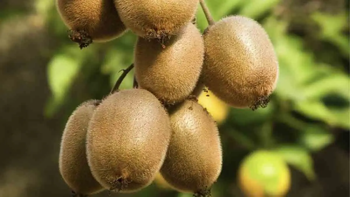 Kiwi Health Benefits:  শরীরে রোগ কাছে ঘেষবে না, ছোট্ট এই ফলের রয়েছে একাধিক গুণ। জেনে নিন কিউই ফলের উপকারিতা