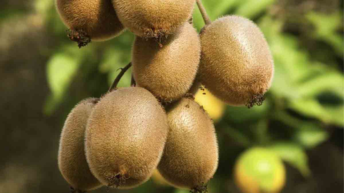Kiwi Health Benefits:  শরীরে রোগ কাছে ঘেষবে না, ছোট্ট এই ফলের রয়েছে একাধিক গুণ। জেনে নিন কিউই ফলের উপকারিতা