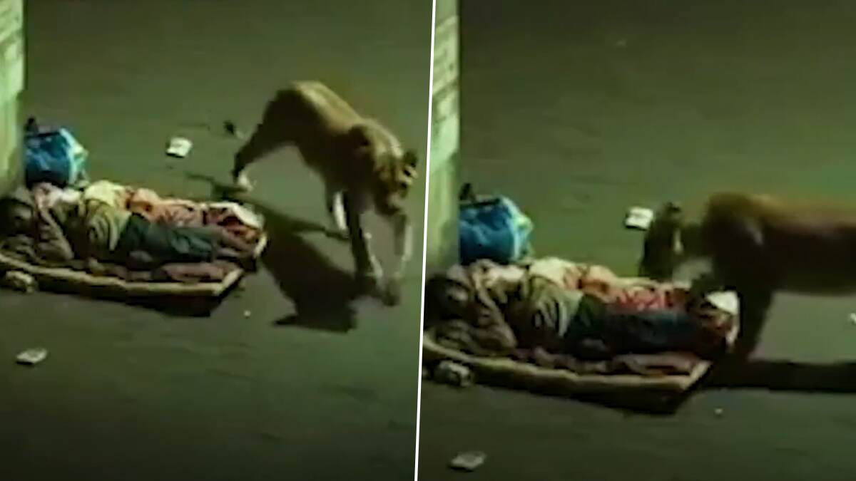 Lion Viral Video: রাস্তার ধারে ঘুমন্ত ব্যক্তির বিছানায় উঠে পড়ল সিংহ, তারপর...? ভাইরাল ভিডিয়ো