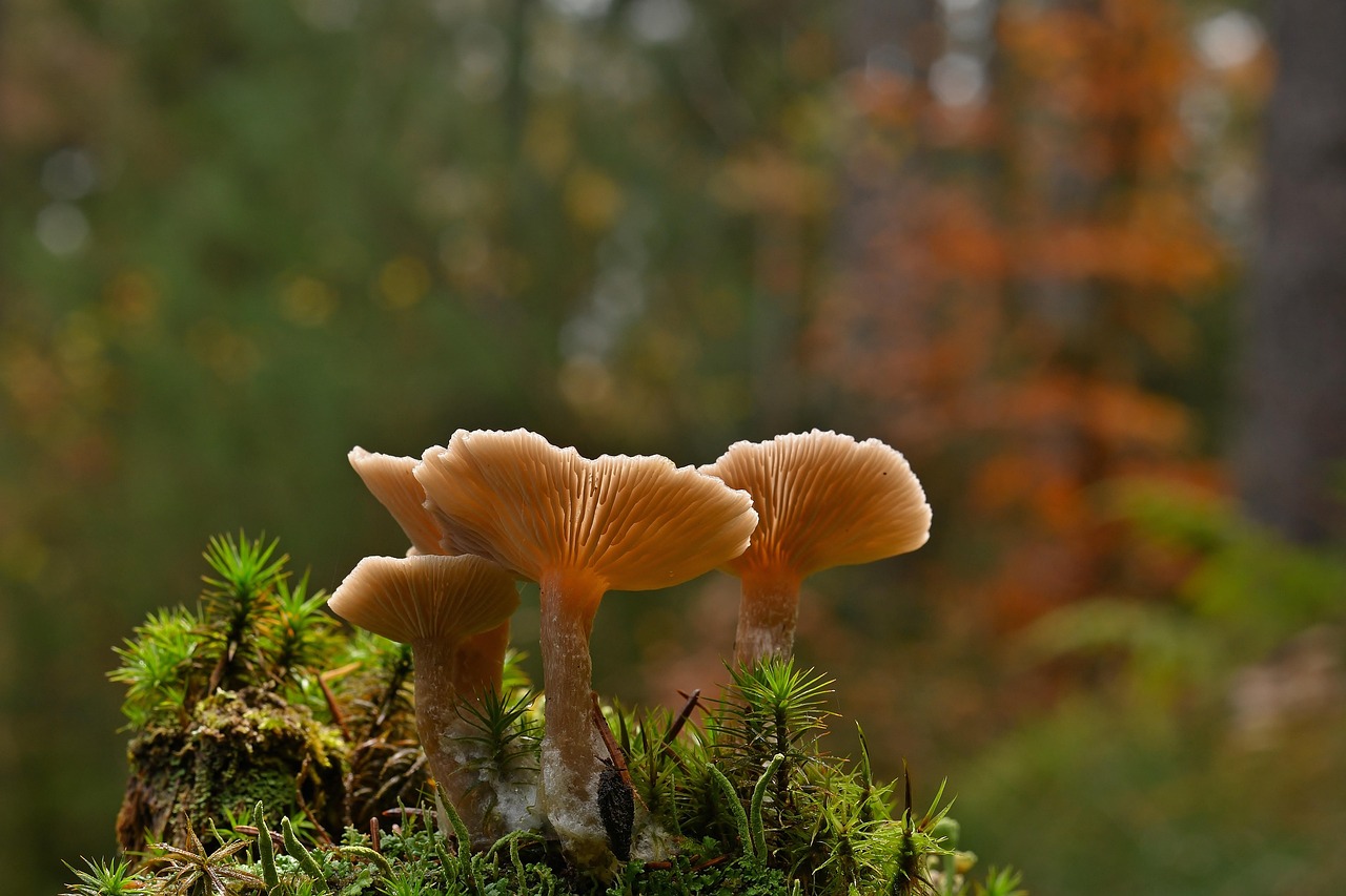 Magic Mushrooms: 'ম্যাজিক মাশরুম'-এ ডিপ্রেশন নিরাময় হবে!