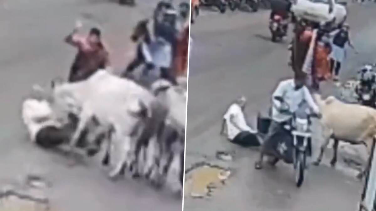 Cow Attack in Nashik: হঠাৎ আক্রমণ, গরুর গুঁতোয় মৃত্যু বৃদ্ধের, আহত আরও ১