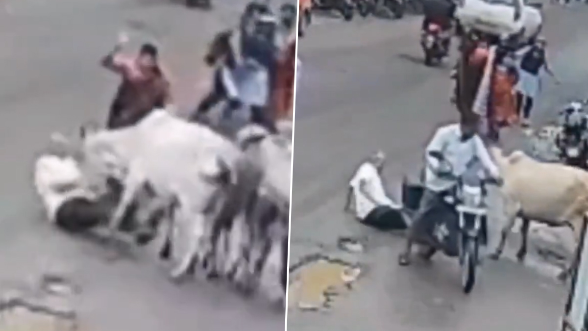 Cow Attack in Nashik: হঠাৎ আক্রমণ, গরুর গুঁতোয় মৃত্যু বৃদ্ধের, আহত আরও ১