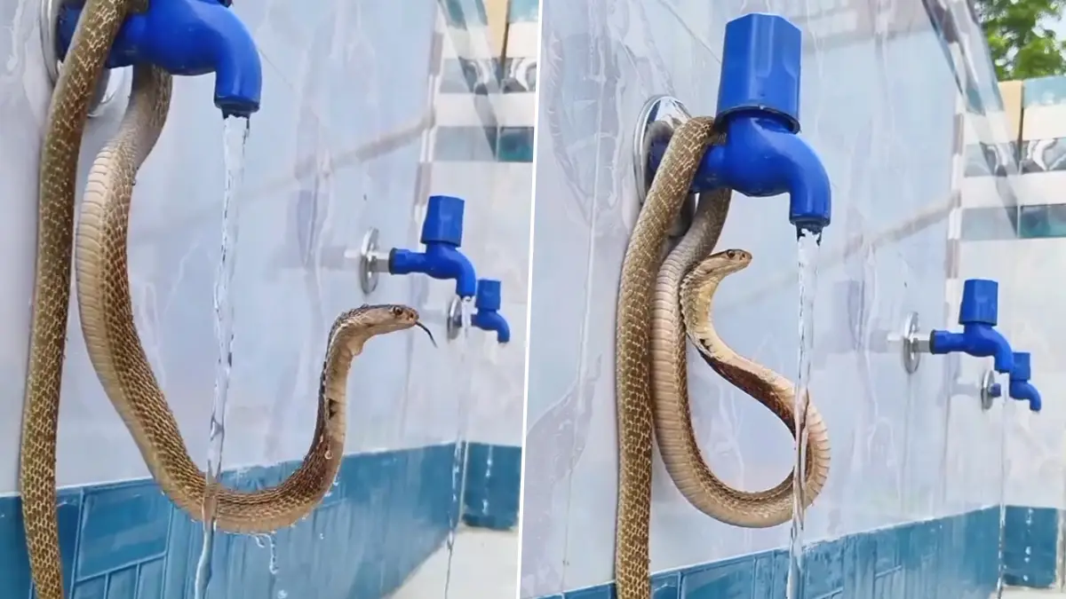Snake Viral Video: কলের মধ্যে পেঁচিয়ে গোখরো, সামনে যেতেই ফণা তুলে ছোবল মারার চেষ্টা, ভাইরাল ভিডিয়ো