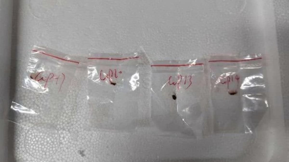 Chinese Couple Arrested In US With Toxic Fungus: চিন থেকে সাবধান! আমেরিকার কৃষিক্ষেত্র ধ্বংসের উদ্যোগ, টক্সিস ফাঙ্গাস ব্যবহার করে জৈব সন্ত্রাসের পরিকল্পনা বেজিংয়ের, ধৃত দম্পতি