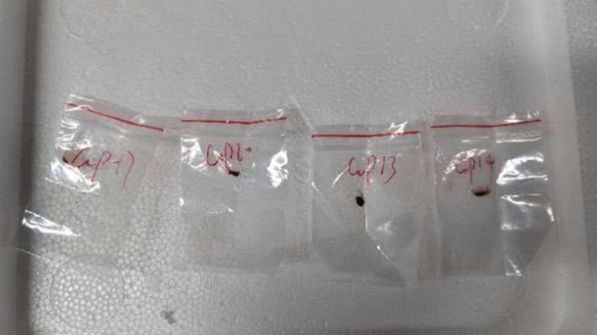 Chinese Couple Arrested In US With Toxic Fungus: চিন থেকে সাবধান! আমেরিকার কৃষিক্ষেত্র ধ্বংসের উদ্যোগ, টক্সিস ফাঙ্গাস ব্যবহার করে জৈব সন্ত্রাসের পরিকল্পনা বেজিংয়ের, ধৃত দম্পতি