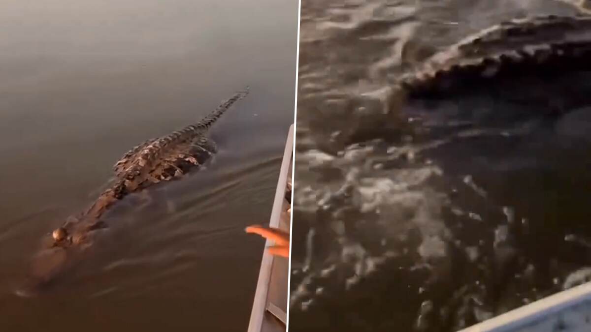 Crocodile Viral Video: জলে থেকে কুমিরের সঙ্গে লড়াই? লাঠির খোঁচা দিতেই 'খেলা' দেখাল জলের দানব, ভাইরাল ভিডিয়ো