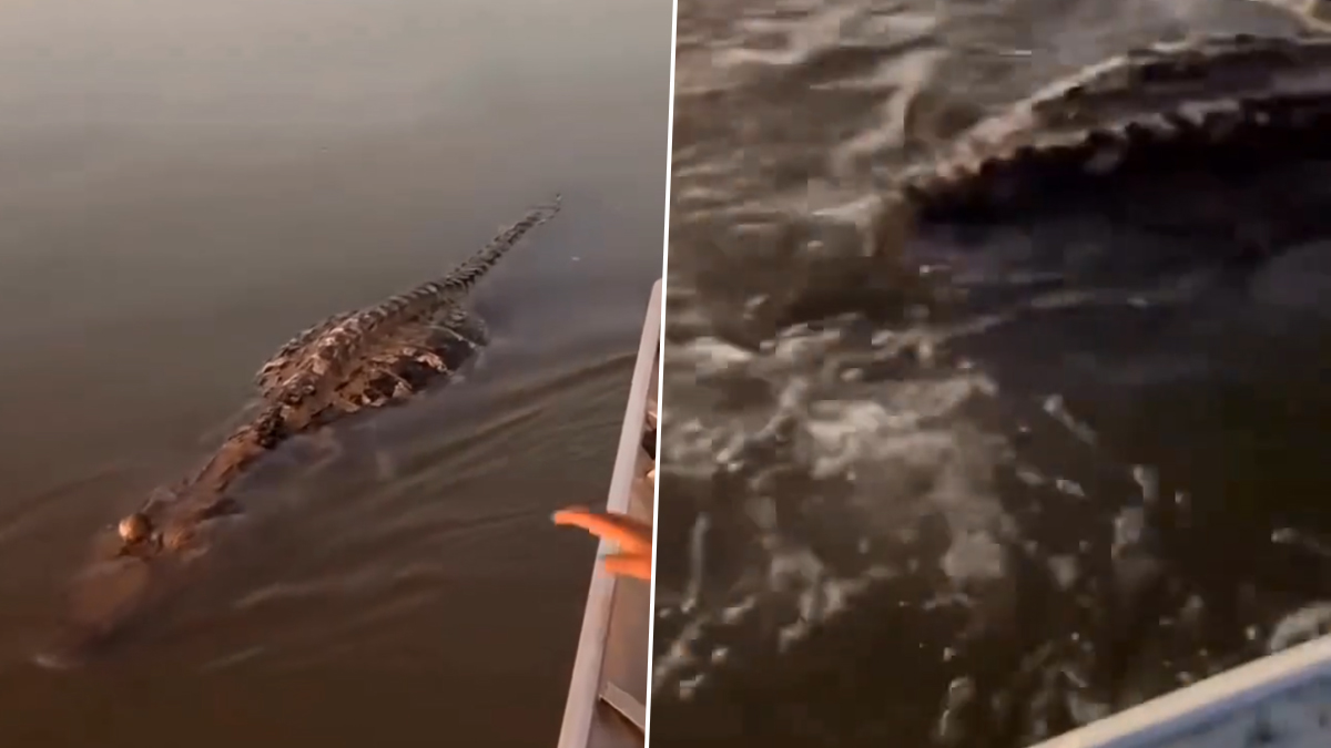 Crocodile Viral Video: জলে থেকে কুমিরের সঙ্গে লড়াই? লাঠির খোঁচা দিতেই 'খেলা' দেখাল জলের দানব, ভাইরাল ভিডিয়ো
