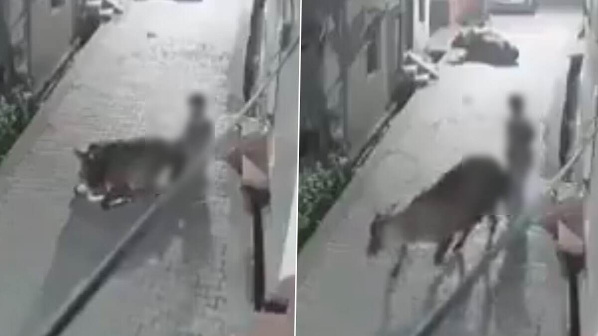 Uttarakhand: রাতের অন্ধকারে ফাঁকা রাস্তায় গরুকে ধর্ষণের চেষ্টা, যুবকের কুকীর্তি ফাঁস হল নেটপাড়ায়, দেখুন