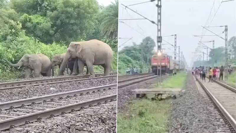 Three Elephants Die Together At Kharagpore Forest Division: ট্রেনের ধাক্কায় তিন হাতির মৃত্যু, খড়গপুর বন বিভাগের বাঁশতলায় স্থানীয়দের ট্রেন অবরোধ (দেখুন ভিডিও)
