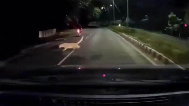 Leopard Attack In Tirupati: গভীর রাতে তিরুপতির জঙ্গলের মধ্যে দিয়ে যাওয়ার সময়ে সাবধান! দেখুন বাইক চালকের ভয়ানক অভিজ্ঞতা