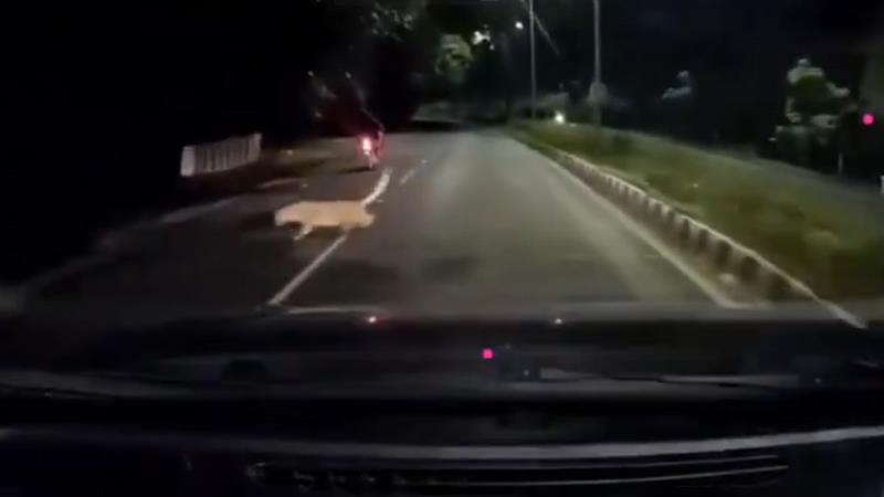 Leopard Attack In Tirupati: গভীর রাতে তিরুপতির জঙ্গলের মধ্যে দিয়ে যাওয়ার সময়ে সাবধান! দেখুন বাইক চালকের ভয়ানক অভিজ্ঞতা