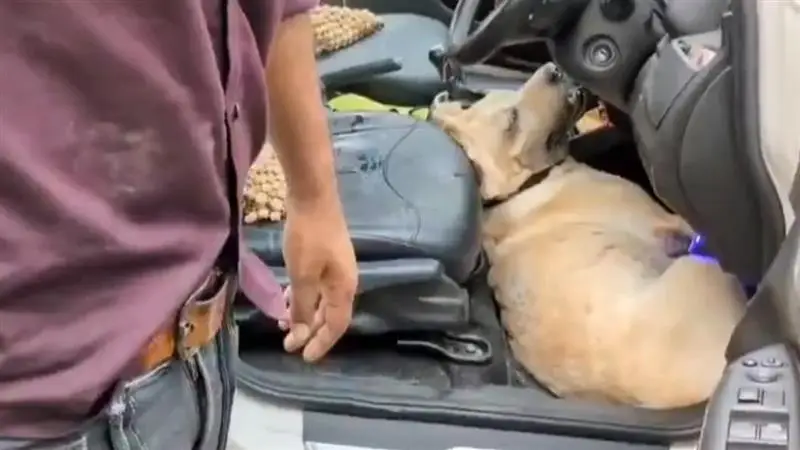 Viral Video: পোষ্যকে গাড়িতে রেখে মন্দির দর্শনে পরিবার, পার্কিংয়ে প্রচণ্ড রোদের মধ্যে দমবন্ধ হয়ে ছটফট করে মারা গেল কুকুরটি, মর্মান্তিক ভিডিও