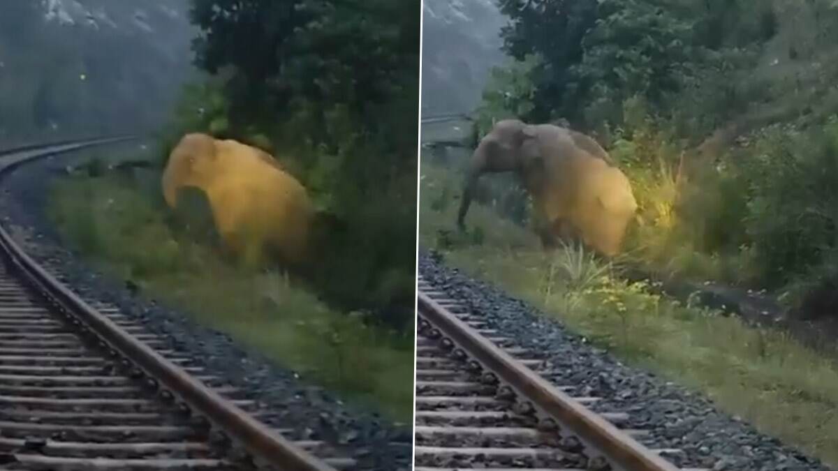 Viral Video: আচমকা প্রসব যন্ত্রণা, রেলাইনের ধারে সন্তানের জন্ম দিল হাতি, গতি থামাল ট্রেন, দেখুন মন ভালো করা ভিডিও