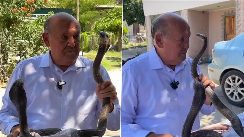 Cobra Snake: বাড়িতে ৪০টিরও বেশি কেউটে নিয়ে সুখের সংসার, বেডরুমে রাখেন বিষধর সাপ, দেখুন ভিডিও