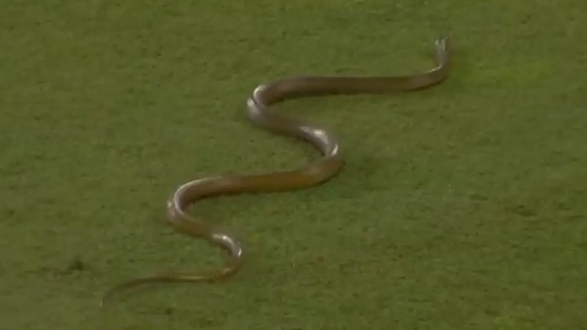 Snake in SL vs BAN Match: ফের শ্রীলঙ্কা বনাম বাংলাদেশের ম্যাচে মাঠে ঢুকল সাপ, দেখুন ভাইরাল ভিডিও