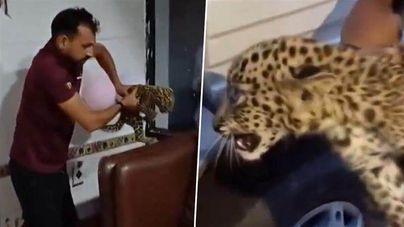 Leopard Cub Rescued: পিঞ্জোরের মন্দির থেকে চিতাবাঘের বাচ্চা উদ্ধার