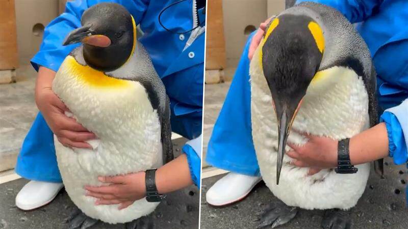 Mumbai Byculla Zoo Penguin: মুম্বইয়ের চিড়িয়াখানায় পেঙ্গুইন রাখার খরচ ২৬ কোটি, কিন্তু আয় হল কত