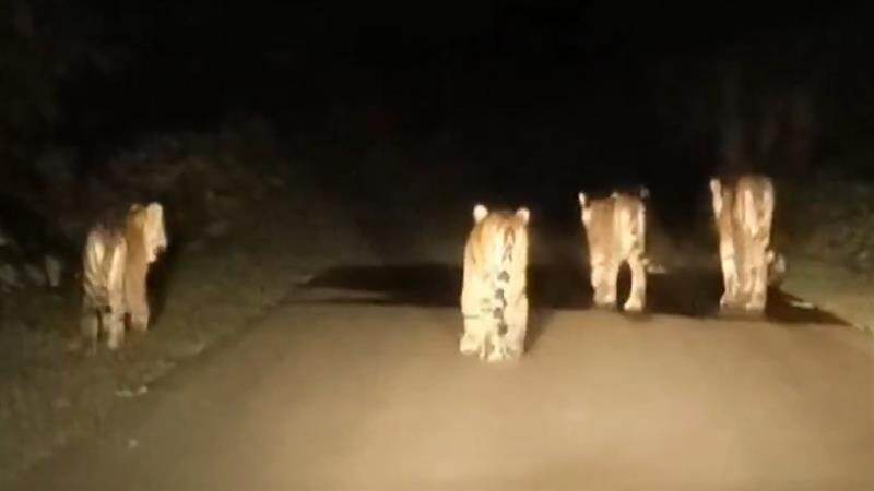Madhya Pradesh: সিওনিতে শাবকদের নিয়ে রাস্তায় ঘুরে বেড়াচ্ছে বাঘিনী, দেখুন ভাইরাল ভিডিও